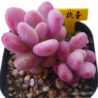 【Ready stock】ฉ่ำ สร้างสรรค์ สนุก พืชสีเขียว Succulents creative fun green plants evolution air new rare super cute EYM5