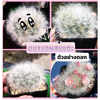 Mammillaria Bocasana แมมขนแมวผสมแกะ ไม้เมล็ด ขนาดกลาง4-5cm.