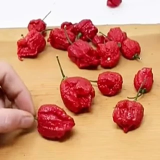 พริกเผ็ดดดดดดที่สุดในโลก!!📌ถูกที่สุด19 บ.📌5-10 เมล็ด 🌶carolina reaper👉 ☘️ปลูกง่าย ขึ้นไว เผ็ดที่สุด