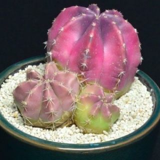 🌺🌸Echinocereus knippelianus 🌸🌺ด่างแท้ เมล็ดนำเข้าจากญี่ปุ่น 10เมล็ด.-99