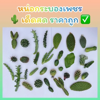 กระบองเพชร หน่อเด็ดสด ยิ่งซื้อเยอะยิ่งแถม