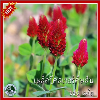 200 เมล็ด โคลเวอร์คริมสัน  Crimson Clover เมล็ดโคลเวอร์ โคลเวอร์ 4 แฉก โคลเวอร์