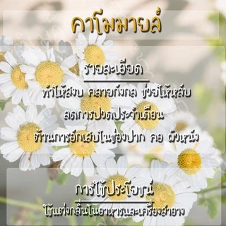 เมล็ดพันธุ์ คาโมมายล์ เยอรมัน 1000 เมล็ด German Chamomile Seed เมล็ดพันธุ์แท้ นำเข้าจากต่างประเทศ ปลูกผัก สวนครัว ถูกดี