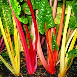 เมล็ดผักเรนโบวว์สวิทชาร์ดจำนวน 30 เมล็ดราคา50บาท Rainbow Swiss Chard  เมล็ดพันธุ์นำเข้าจาก :   USA