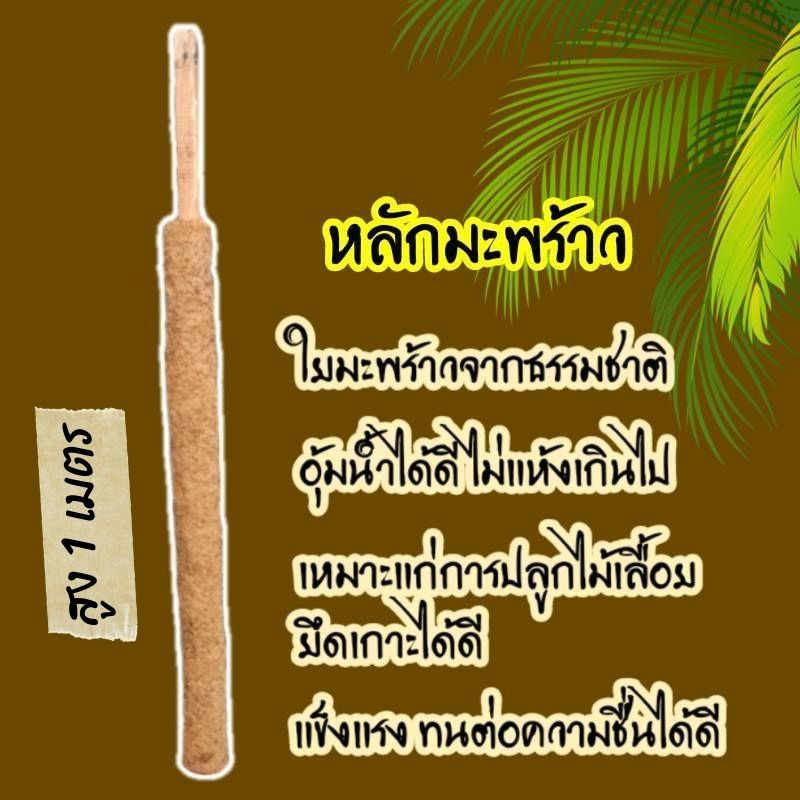 หลักมะพร้าว หลักใยธรรมชาติ หลักพลูด่าง สูง 1เมตร