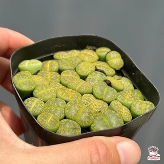 ไลทอป Lithop Mix แคคตัส กระบองเพชร cactus&succulents