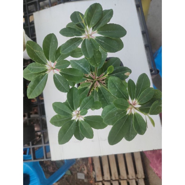 Euphorbia Bongolavensis
