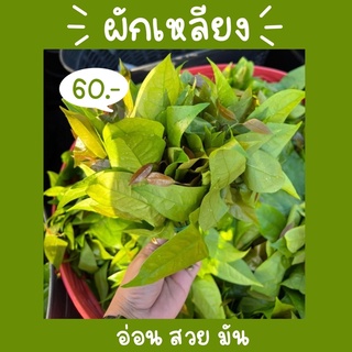 ผักเหลียง500กรัม มันๆ อ่อนๆ