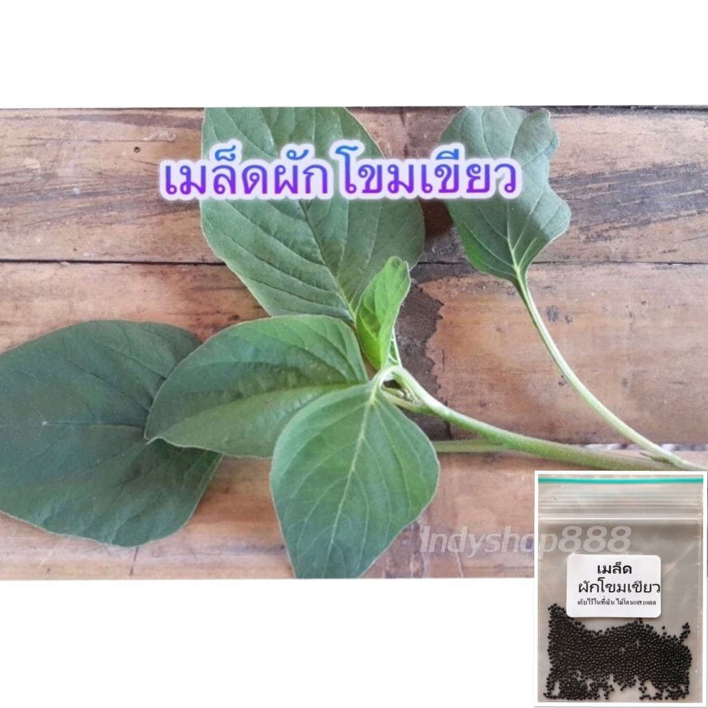 เมล็ดผักโขมเขียว [10 แถม 1คละได้]