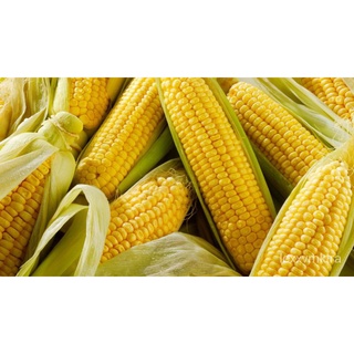 SUPER SWEET CORN SEEDS (50pcs seeds) High Yield / Easy to plantกระโปรง/บ้านและสวน/เสื้อ/แม่และเด็ก/มะละกอ/ผักชี/ผู้ชาย/ห