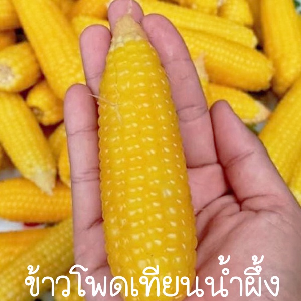 ข้าวโพดเทียนน้ำผึ้ง🌽ข้าวโพดจิ๋ว📌ถูกที่สุด10บ.📌เมล็ดพันธุ์ข้าวโพดเทียนน้ำผึ้ง 10 เมล็ด🌽ปลูกง่าย🌽ผลดก🌽