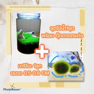 ชุดไม้น้ำพร้อมปลูก+มาริโมะ1ลูก
