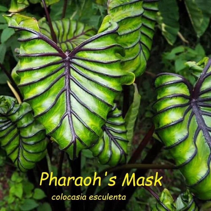 หน้ากากฟาโรห์ Colocasia Pharaoh's Mask