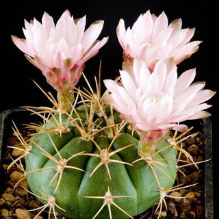 (yongjw)กระบองเพชร แคคตัส cacuts Gymnocalycium eurypleurum/ยิมโนคาลิเซียม ยูริเพิลรัม grafting ไม้ตัดกราฟ 8-9cm