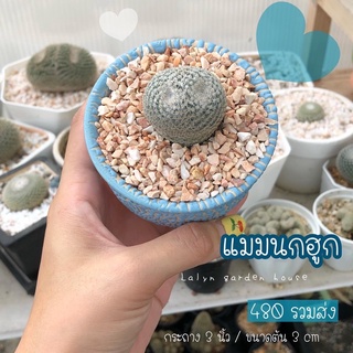 🦉💙 แมมนกฮูก mammillariaperbella มีตาแล้วจ้า 2 ตา 💙🦉 มี 1 ต้นนะคะ ‼️ ขนาด 3 cm