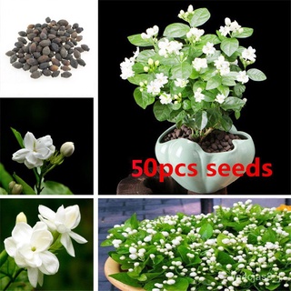 （อัตราการปลูกสูง）บอนสี 50เมล็ด เมล็ดพันธุ์ ต้นมะลิ White Jasmine Seeds เมล็ดบอนสี เมล็ดดอกไม้ บอนสีสวยๆ พันธุ์ดอกไม้ flo