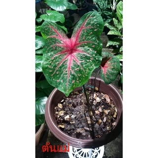 ทับทิมเม็ดเล็ก บอนสี ราชินีแห่งใบไม้(Caladium)