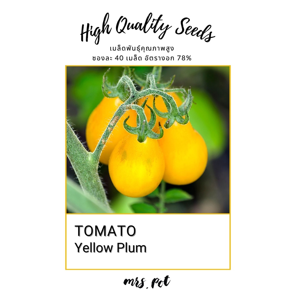 เมล็ดมะเขือเทศนำเข้า Yellow Plum Tomato รหัส013