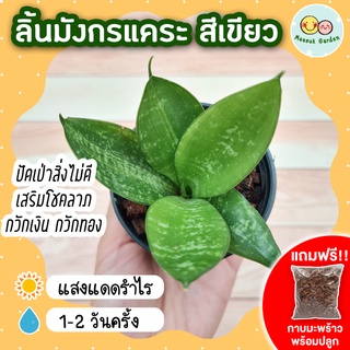 ลิ้นมังกรแคระ สีเขียว กระถาง 3 นิ้ว [แถมกาบมะพร้าวพร้อมปลูก] หอกพระอินทร์ สยามซิลเวอร์ ต้นไม้ฟอกอากาศ