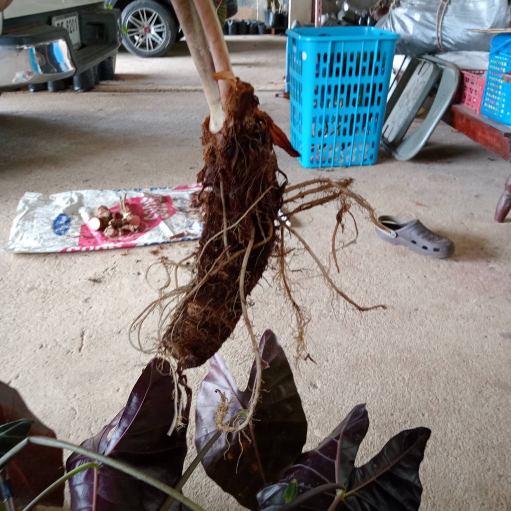 บอนดำสตูล กระดูกชมพูแท้ - รูปที่ 2