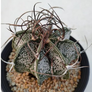 Cake Cactus Farm กระบองเพชร Astrophytum capricorne Niveum แอสโตร แคปริคอร์น เนวีอุม