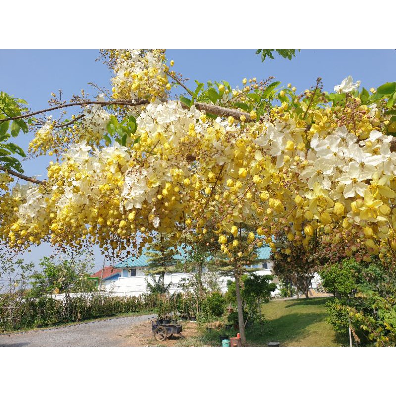 คูนขาว ดอกสีขาวเหลือง