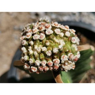 #3- ยิมโนมอนส์เตอร์ คริส ด่าง ไม้กราฟ Gymnocalycium cristata monster cactus แคคตัส กระบองเพชร ไม้อวบน้ำ ไม้กราฟ​