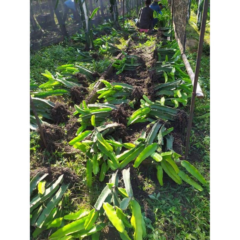 กิ่งพันธุ์แก้วมังกร สีขาว สีเหลือง สีแดง สีดำ สีชมพู - รูปที่ 6