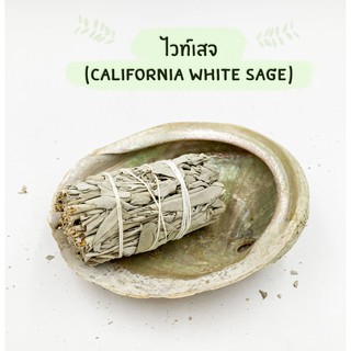 White Sage (มัดเล็ก) แคลิฟอร์เนีย ไวท์เสจ ใบไวท์เสจ (California White Sage) ใบจากต้นเสจ ขนาด 9cm.