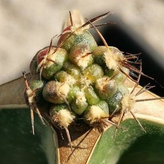 ซีเปีย A ด่าง ไม้กราฟ Sepia A Cactus แคคตัส กระบองเพชร ไม้อวบน้ำ ไม้กราฟ​ ราคาถูก