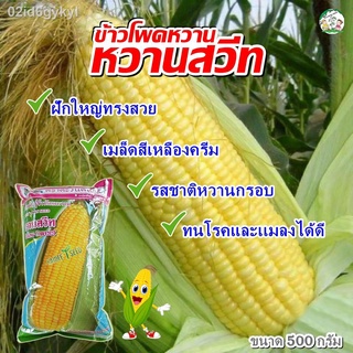 เมล็ดข้าวโพดหวาน หวานสวีท ขนาด500กรัม ตราตะวันต้นกล้า เมล็ดข้าวโพด เมล็ดพันธุ์ข้าวโพด