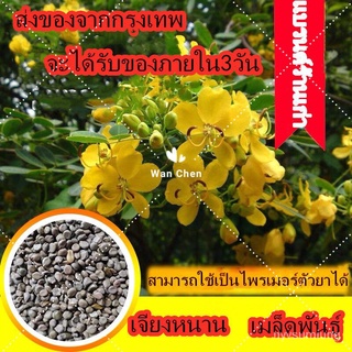 ขายดี สวนครัว/100 เมล็ด Cassia Seeds Flower Seed Expel snake plants ต้นไม้มงคล ต้นไม้ฟอกอากาศ ต/เมล็ด เมล็ดพันธุ์ ต้น