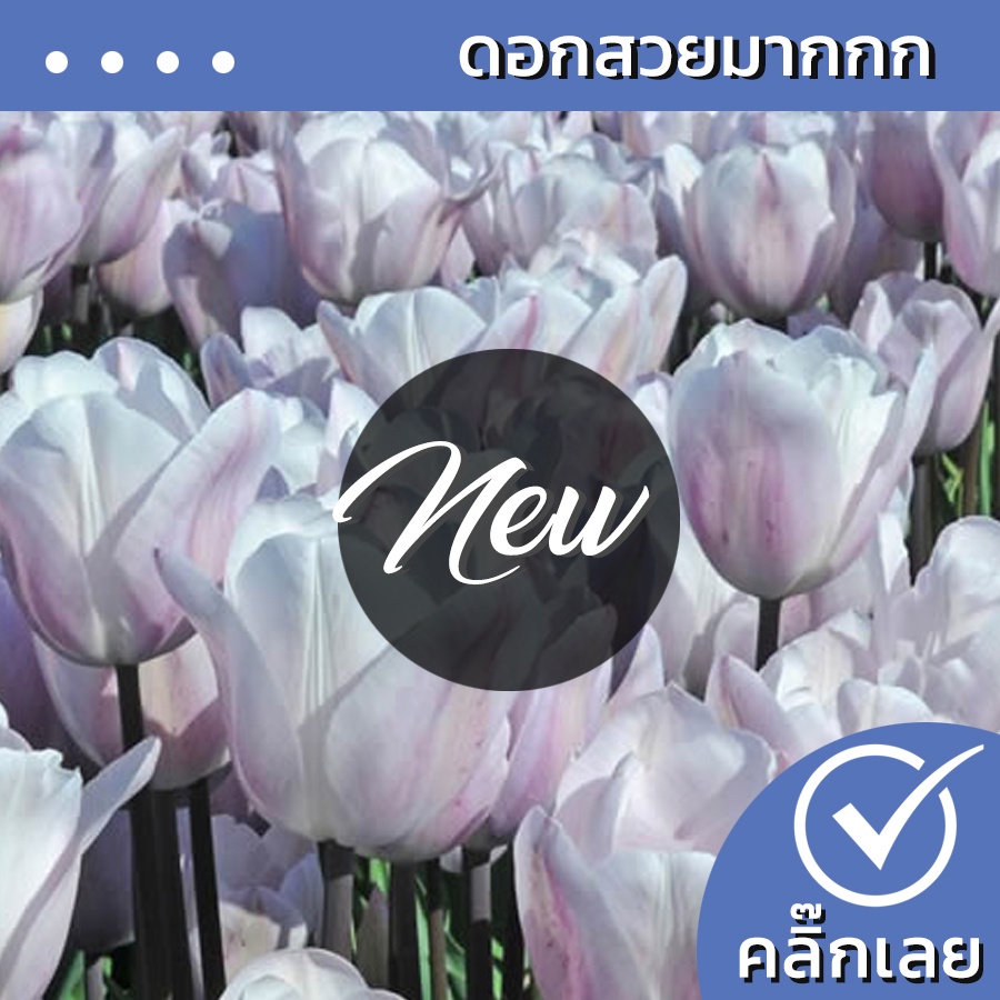 พร้อมส่ง หัวทิวลิป Silver Cloud ดอกสีขาว Wanthai ขายหัวลิลลี่ ว่านสี่ทิศ ทิวลิป ต้นไม้ เมล็ด
