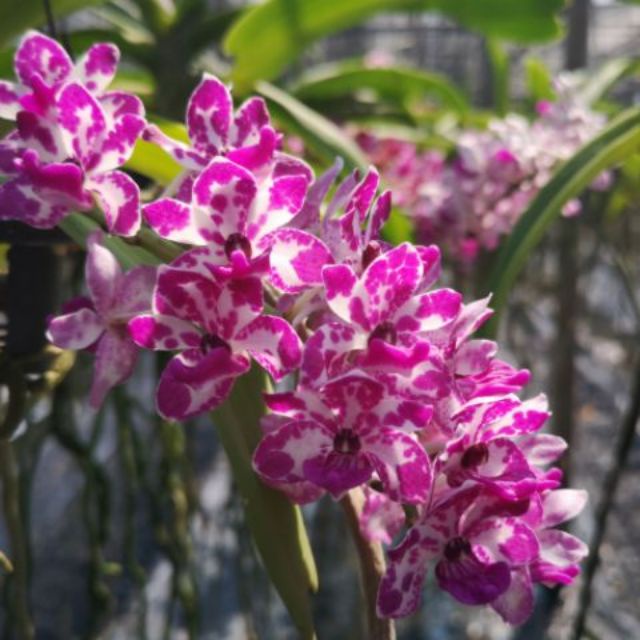 2ต้น ไม้นิ้ว กล้วยไม้สกุลช้าง กล้วยไม้ช้างRhynchostylis giganteaออกดอกช่วงต้นปีเลี้ยงง่ายThai orchid