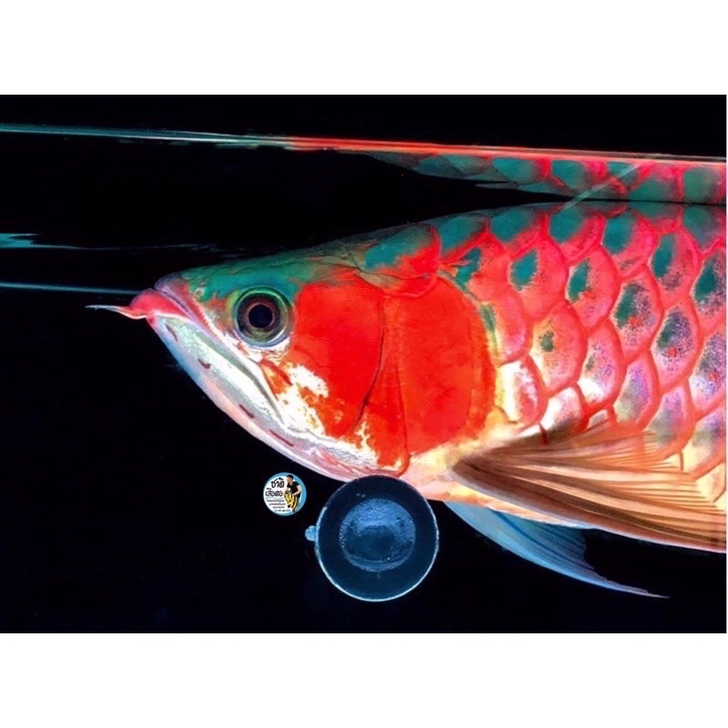 MAYIN AROWANA หลอดไฟสำหรับปลามังกร ใช้ได้ทั้งมังกรทองและมังกรแดงขับสีปลาชัดขึ้น (MY-52 / MY-72 / MY-92 )