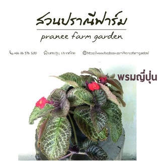 พรมญี่ปุ่น ขนาดกระถาง 6 นิ้ว หลากสีสัน