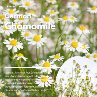 เมล็ดดอก German Chamomile