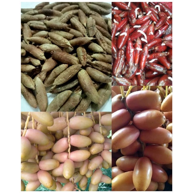 เมล็ดพันธุ์อินทผลัม(Date palm)จากต้นแม่เนื้อเยื่อ พันธุ์บาฮีเหลืองผลทานสด 1ชุดมี12เมล็ด