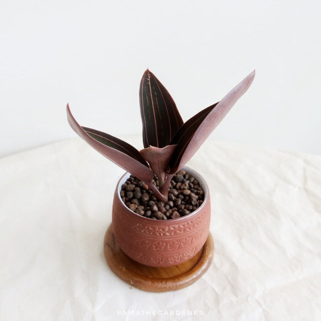 มุมมอง 2