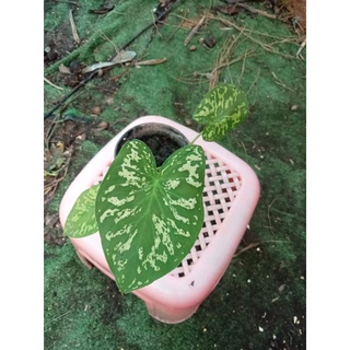 บอนสีเสือพรานcaladium