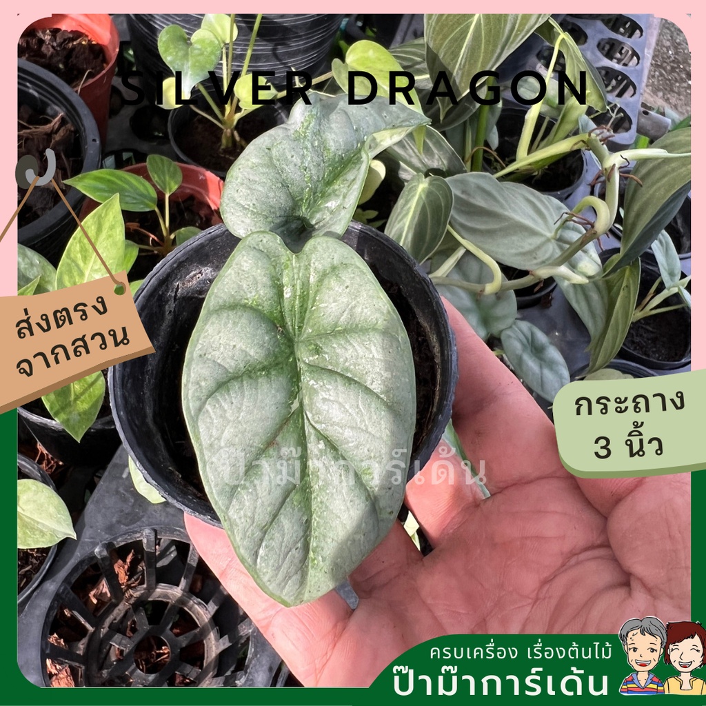 มุมมอง 7