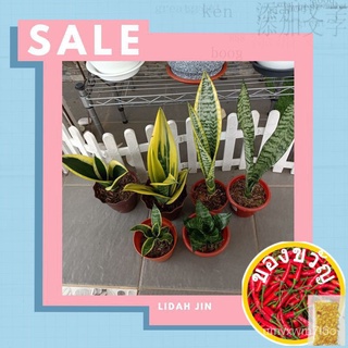 (Real Live Plant) Sansevieria,Lidah Jin,Lidah Buaya内裤/向日葵/裙子/头饰/木瓜/手链/芹菜/母婴/花园/种子/ 5FBO