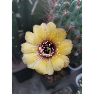 กระบองเพชร cactus หน่อเด็ดสด ขนาด 2.5 - 3.2 ซม.  Cactus Lobivia jajoiana with yellow flowers