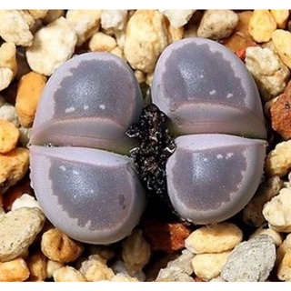 เมล็ด​ Lithops​ olivacea​ var.​Nebrownii​ (ลูกโป่งม่วง)​เมล็ดแท้นำเข้า​10 เมล็ด​ by แม่ปุ้ม