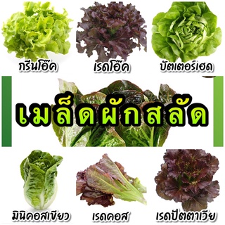 เมล็ดผักสลัดซองละ 20 บาท