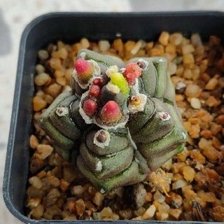 Cake Cactus Farm กระบองเพชร Gymnocalycium monstrose  transformer  ยิมโนมอน ทรานซ์ฟอร์มเมอร์ ฟอร์มสวย