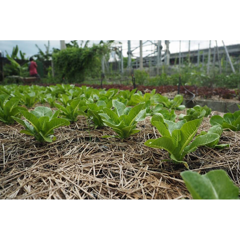 กระดูกป่น แท้ 5kg. ปุ๋ยกระดูกป่น ทำมาจากกระดูกไก่ป่น กระดูกหมูป่น กระดูกปลาป่น - รูปที่ 3