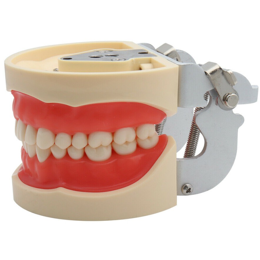 โมเดลฟันปลอมเพื่อการศึกษา Dental teech model