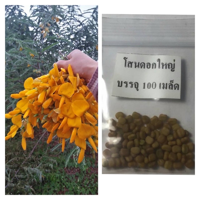 เมล็ดพันธุ์เมล็ดโสนใหญ่ โสนหลวง โสนอินเดียดอกใหญ่ โสนทานดอก 100 เมล็ด