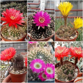 เมล็ดพันธ์ุ โลบิเวีย Lobivia mix 40 เมล็ด แคคตัส กระบองเพชร Cactus